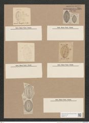 Navicula campylodiscus Grun. (de-Toni-Nr.: Genus 1, Species 324) Zeichnungen Sammlung Grunow Nr. 730 (NHMW-BOT-W0367115)